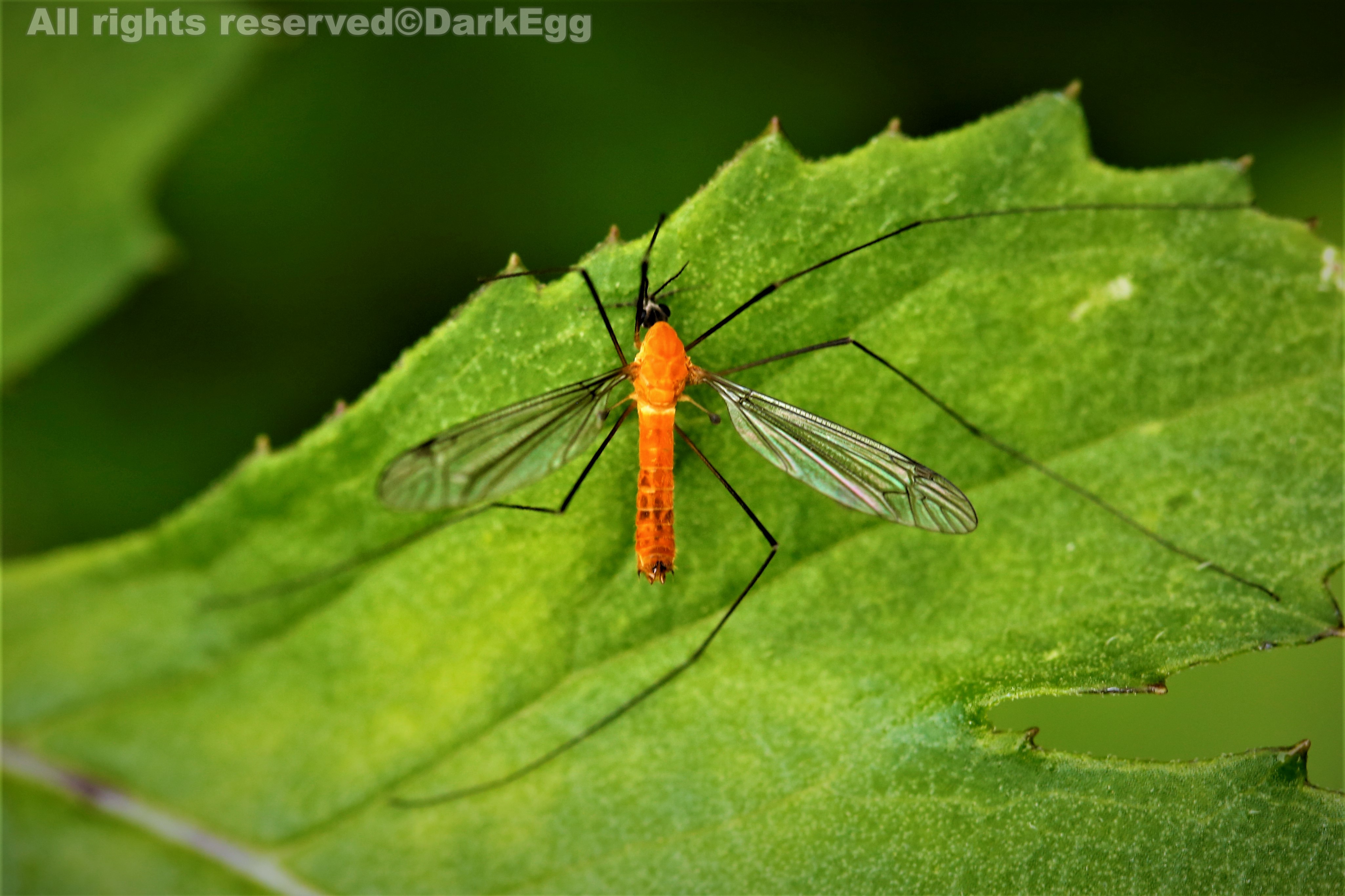 大蚊属 tipula(triplicitipula) sp.