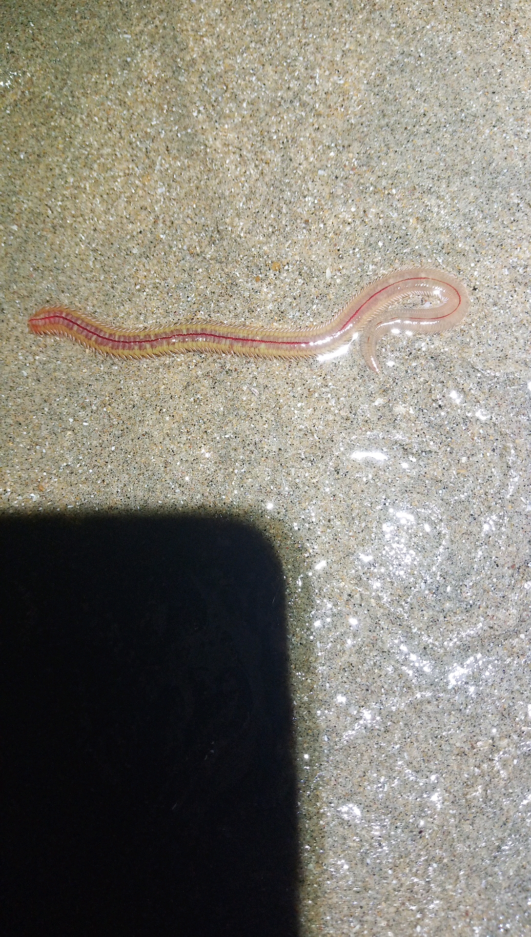 海蚯蚓吗?