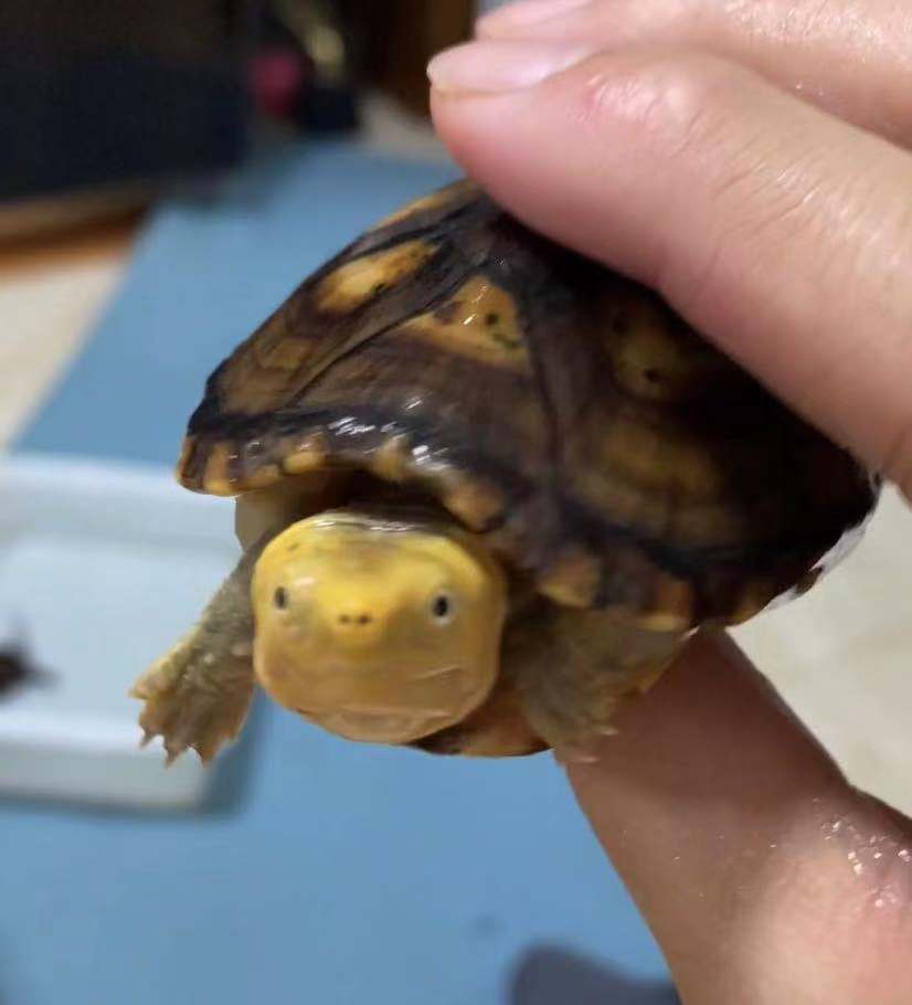 封面头图制作素材