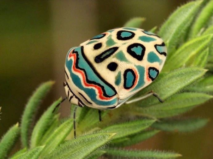 这种华丽的小虫子是 毕加索盾蝽(sphaerocoris annulus),其背上的图案