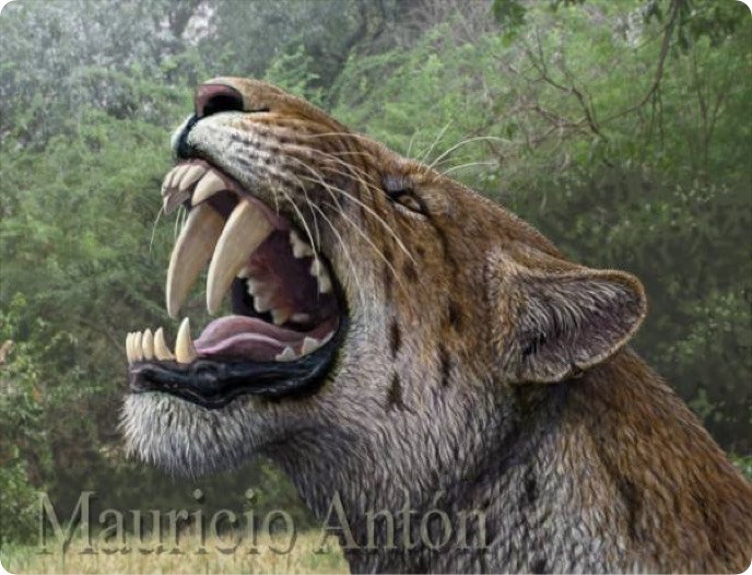 来看看剑齿虎亚科最成功的物种,最不像猫科的猫科,狮子曾经的强大竞争
