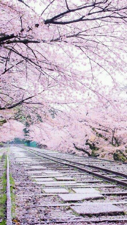 唯美樱花背景壁纸图