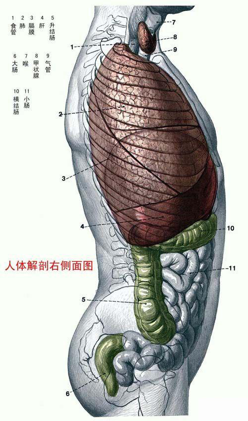 史上最全的人体(组织器官)全图