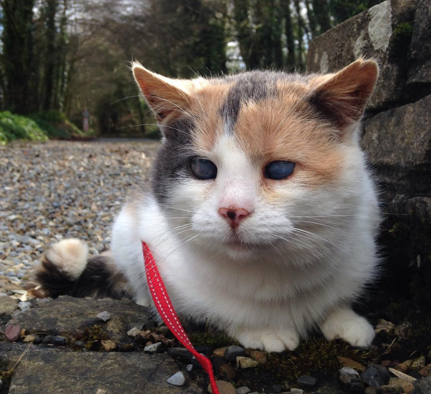 盲猫在山上散步,小伙跟它走了一路,5年来它总爱在一片