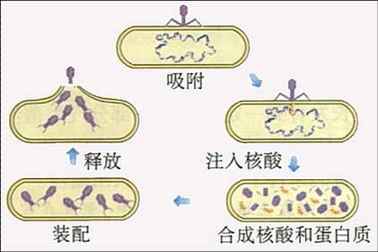 噬菌体侵染细菌的全过程