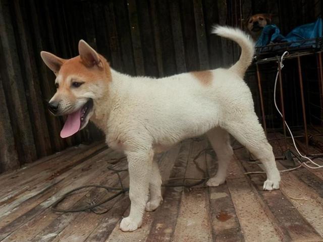 狗也会捉老鼠,如中华田园犬,约克夏,捕鼠梗等狗,都很会捉老鼠
