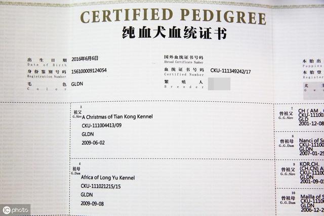 纯种,最容易的方法就是让宠物老板出示一下这只柯基幼犬的父母的血统