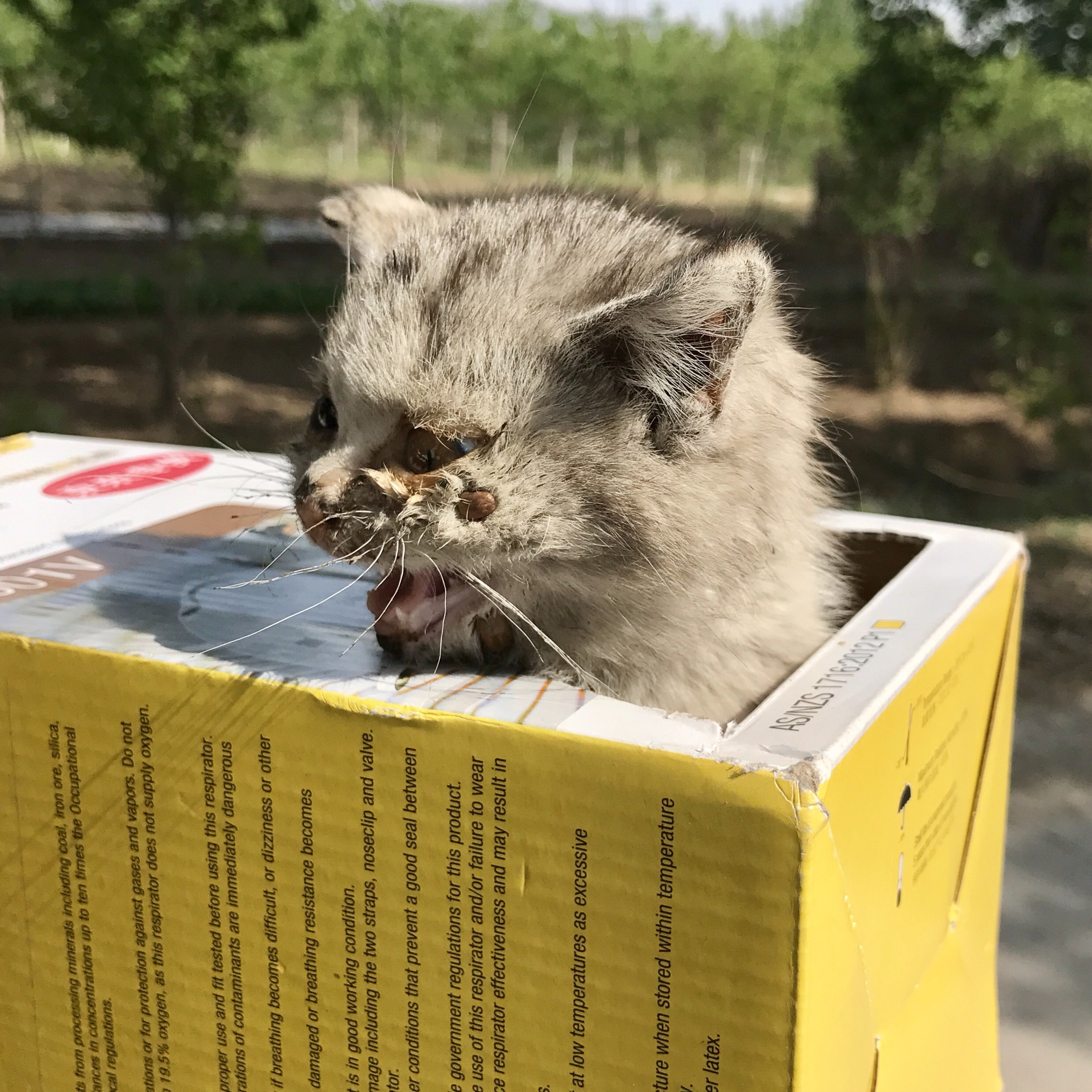 和我家三花猫的初次相见当年的她满脸蜱虫跟着我走了五公里