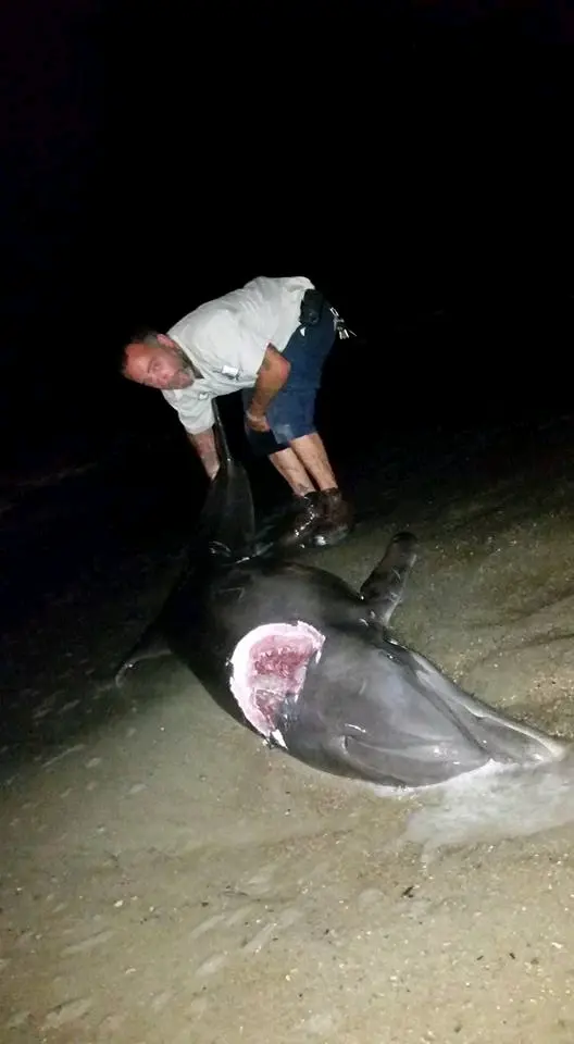 海豚(虎鲸除外)殴打鲨鱼?