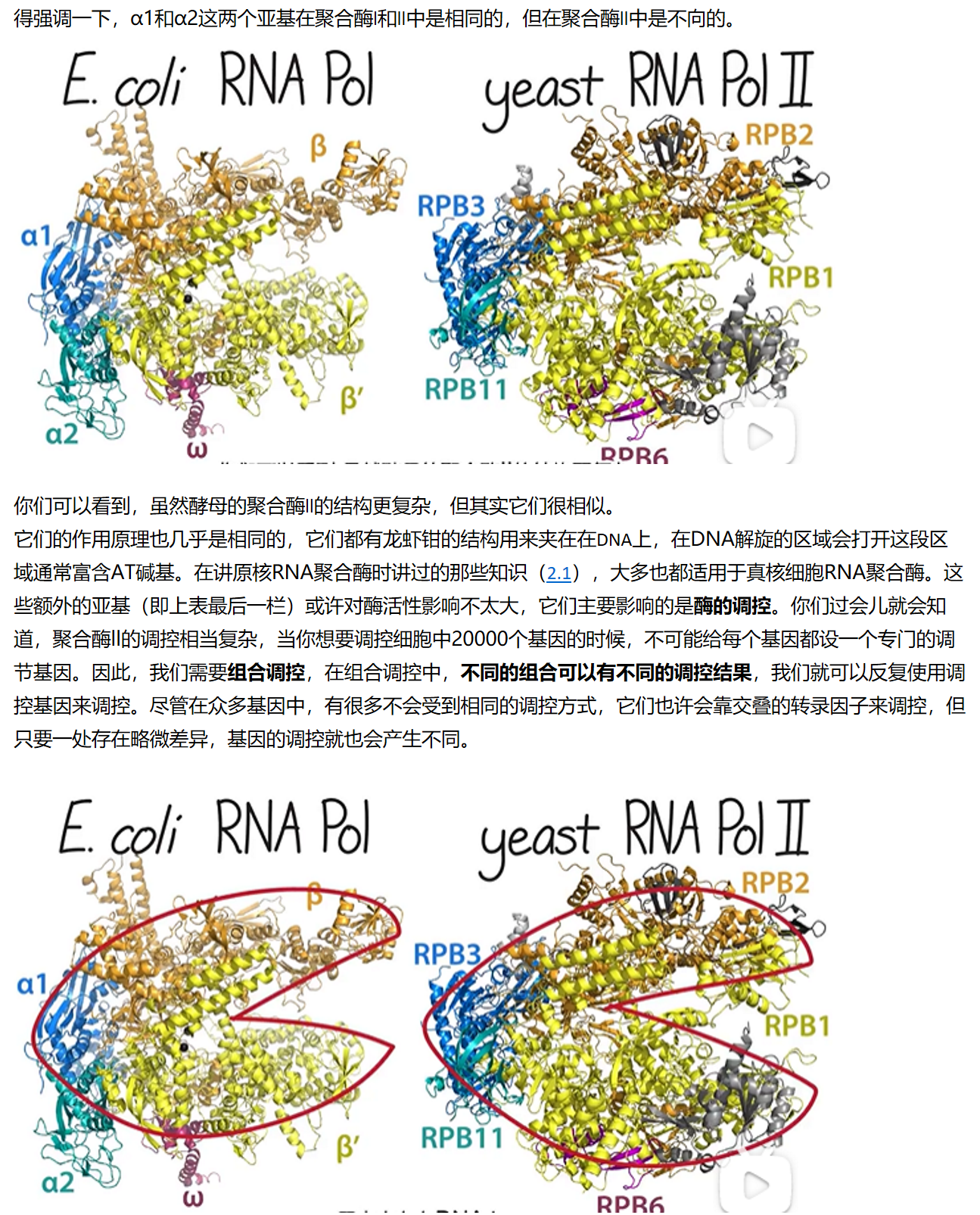 MIT 分子生物学 part2 7 2 The Structure of Eukaryotic RNA Polymerases 哔哩哔哩