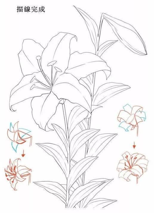 百合花简笔画步骤图解,手绘百合花的方法