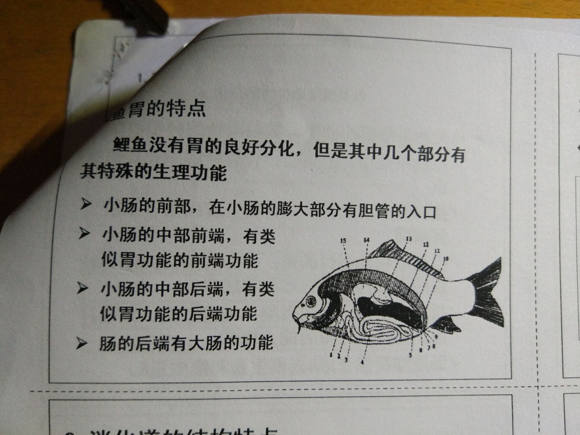 不同种类的鱼,消化系统差异比较大,从消化道的角度来说,鱼分为有胃