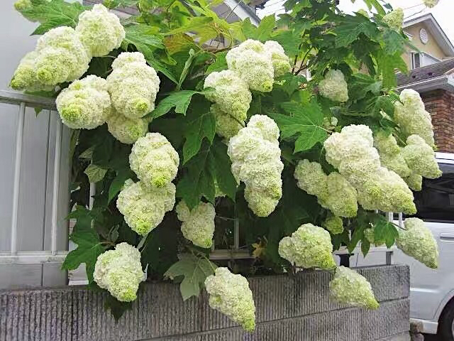 栎叶绣球"和声"
