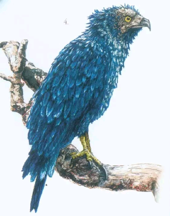 蓝羽鹰