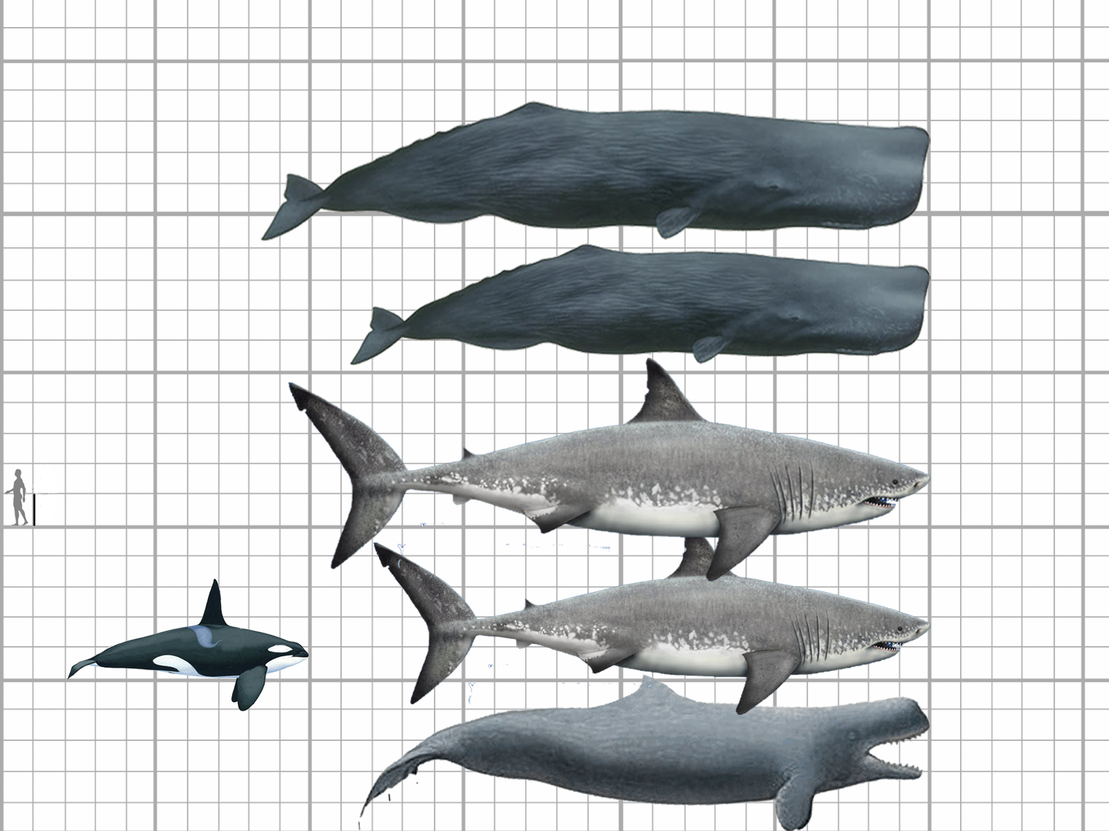 【趣味】古今海界掠食三巨头(巨齿鲨 梅鲸 抹香鲸),到底谁最大?