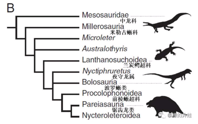 副爬行动物系统演化图