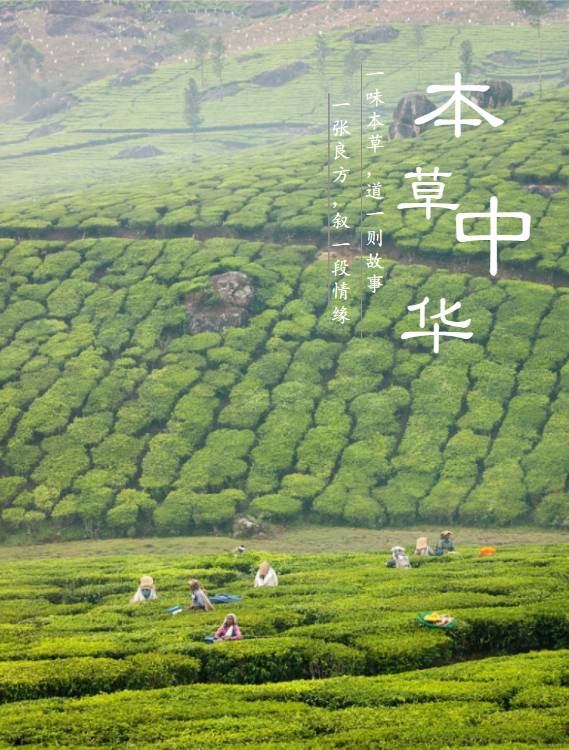 《本草中华》:豆瓣评分9.0的背后