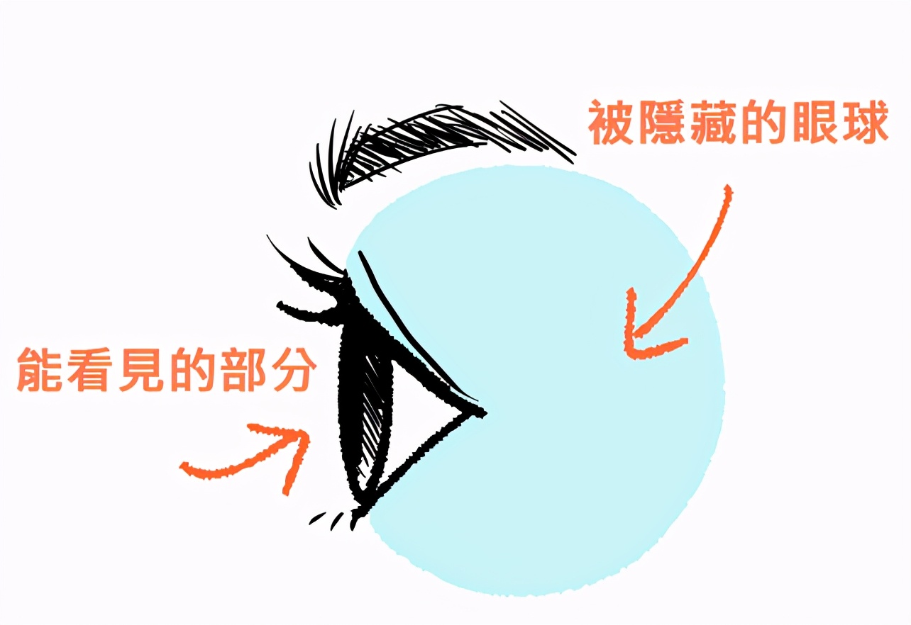 绘制正面的眼睛时,让黑眼珠的部分紧贴上下眼皮的线条,看来应该就不