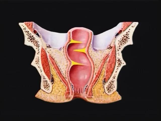 肛周解剖直肠的解剖
