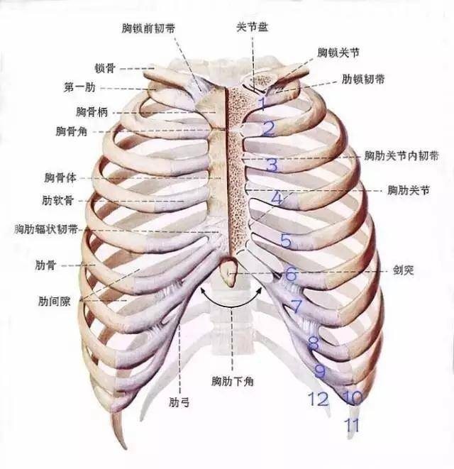 人体肋骨12对,左右对称, 后端与胸椎相关节, 前端仅第1-7肋借软骨 与