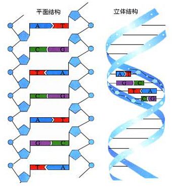 2.dna由双条单链组成,单链的基本组成单位是 脱氧核苷酸.