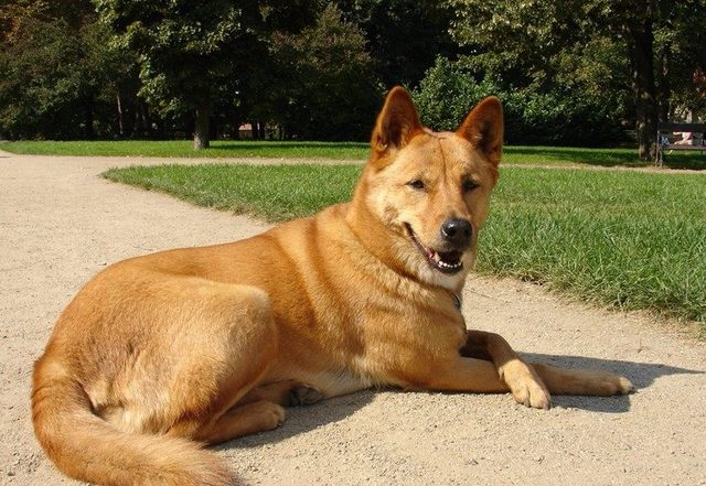 生活 日常 十大冷门犬种    北因努伊特犬(utonagan)是一种酷似狼的