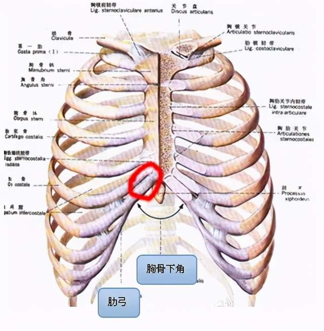 临床知识你了解呼吸吗