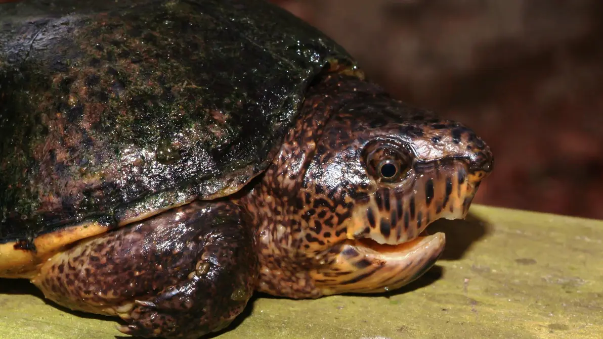 巨头麝香龟简介