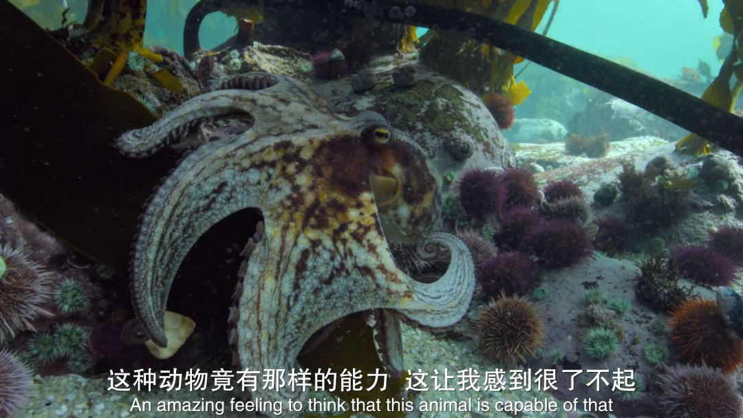 《我的章鱼老师,从一只章鱼身上感悟人生 哔哩哔哩