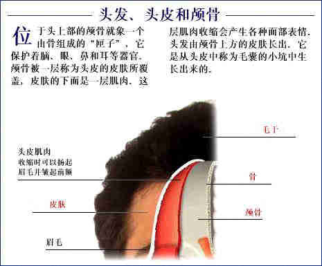 史上最全的人体(组织器官)全图