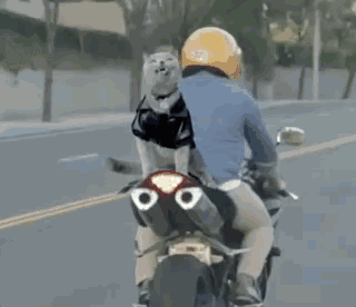 而且 戏精猫的背后 必定有一个比猫更戏精的主人—— 一起做马路杀手