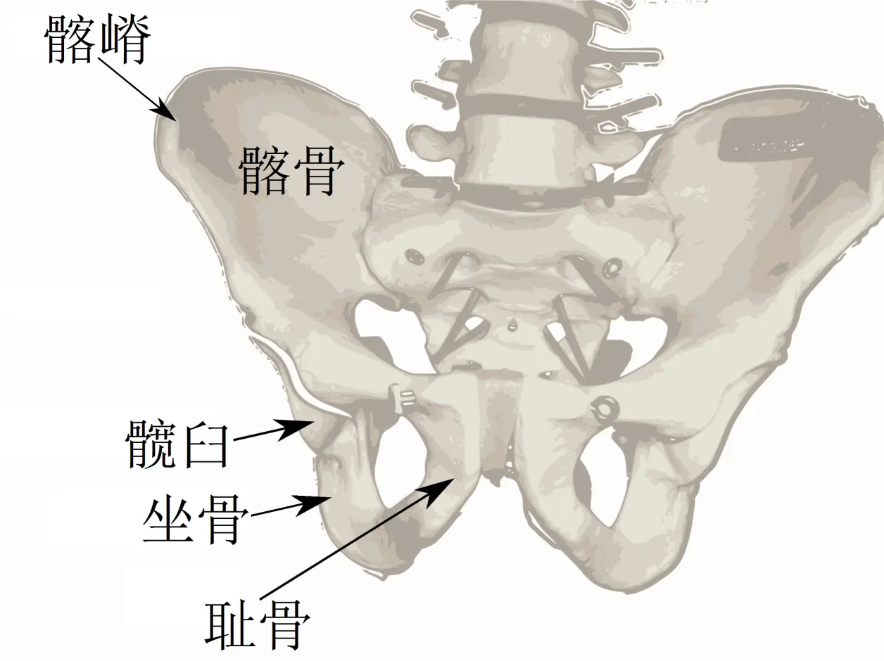 关节。髂骨分髂骨体和髂骨翼两部分。髂骨翼的内面平滑略凹，称作髂窝。