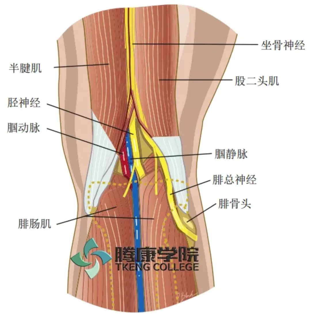 股二头肌和半腱肌,半膜肌之间下行至腘窝上角分为胫神经和腓总神经两