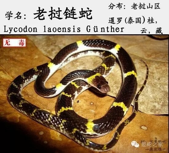 中国蛇类图鉴及名录2017(上)