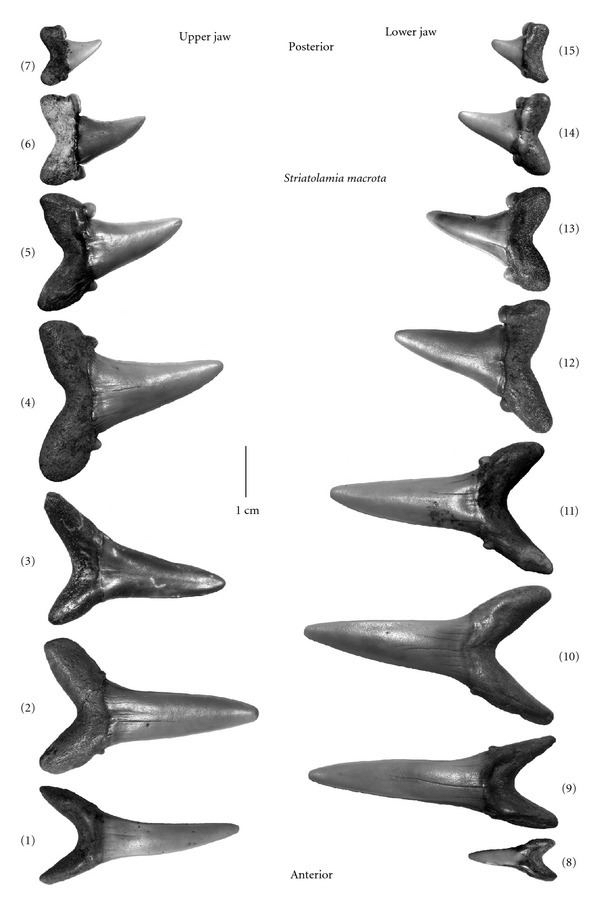 巨条纹鼠鲨