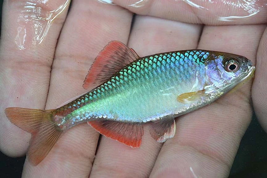 鱼多少厘米 89286187d69c4afcd51dff4fe2cc479262e40bd9.png