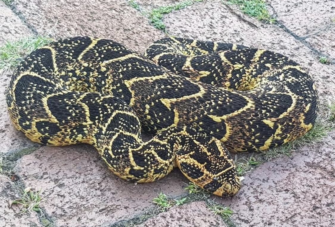 鼓腹咝蝰(bitis arietans)