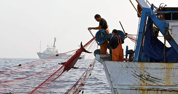 拖网搜刮了半个世纪,海洋捕捞业迫切需要新技术