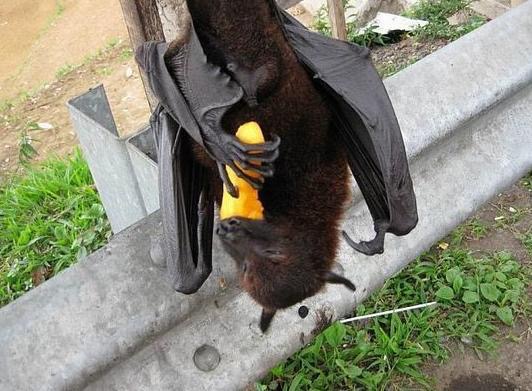世界上最大的蝙蝠,双翼张开1.8米,网友:吓到尿裤子