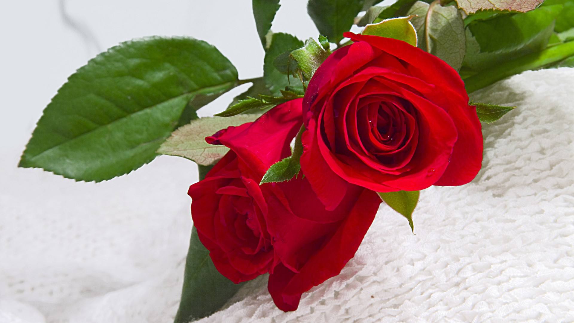 玫瑰花有降火气,可调理血气,促进血液循环,养颜美容,且有消除疲劳