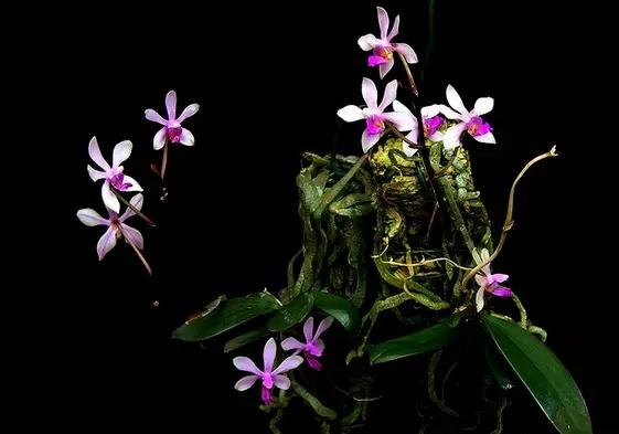 言植空间生态造景植物科普雨林缸植物推荐华西蝴蝶兰