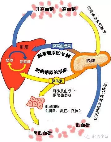 也将刺激生长激素的大幅度提高