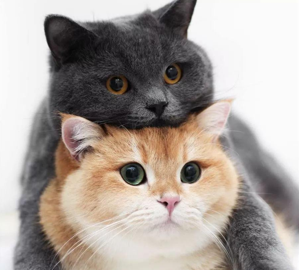 top2:奶牛猫