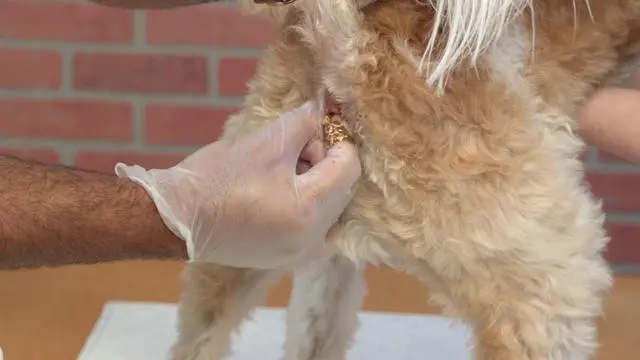 狗狗身上有臭味，臭味到底从何而来？4步排查狗狗发臭原因