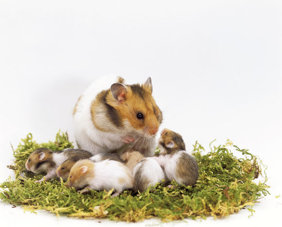 仓鼠繁殖禁忌,怀孕征兆及产后照料、注意事项