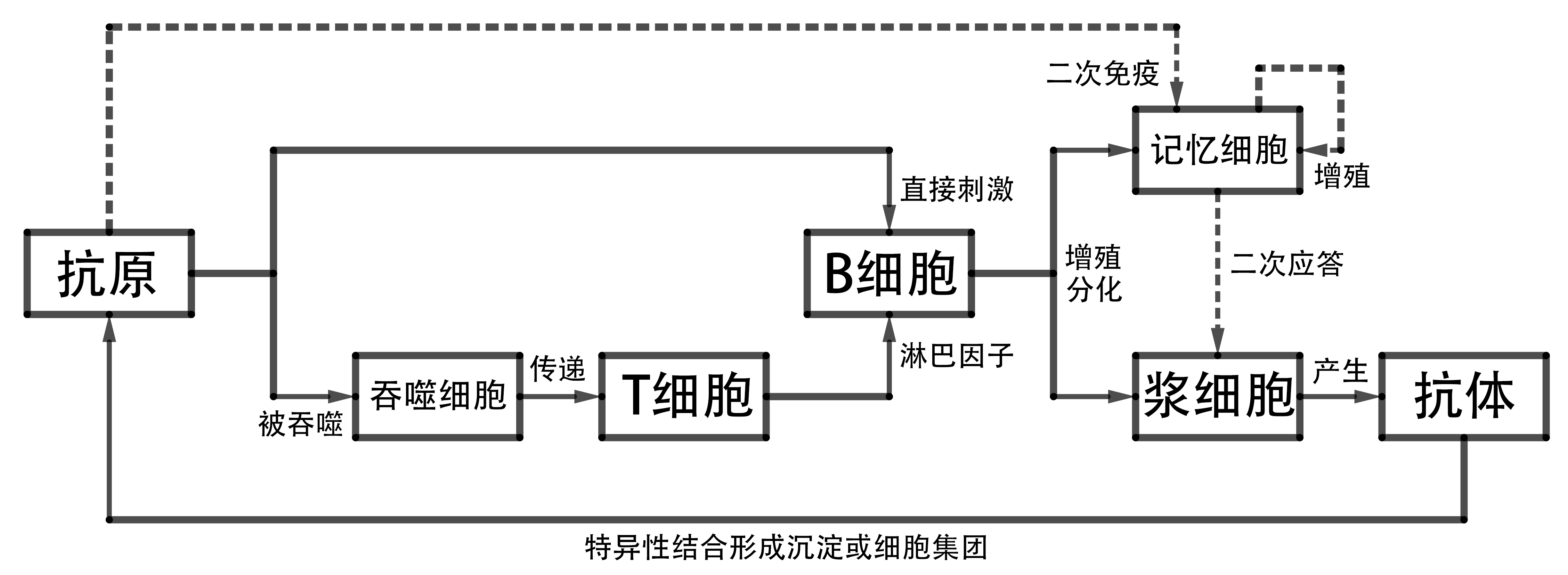 高中生物必修三重要流程示意图