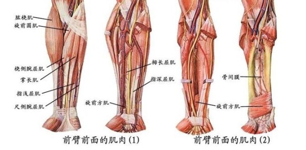首先要了解前臂肌肉的构成: 肌肉前臂肌前群共有9块,分为3层: 浅层:从