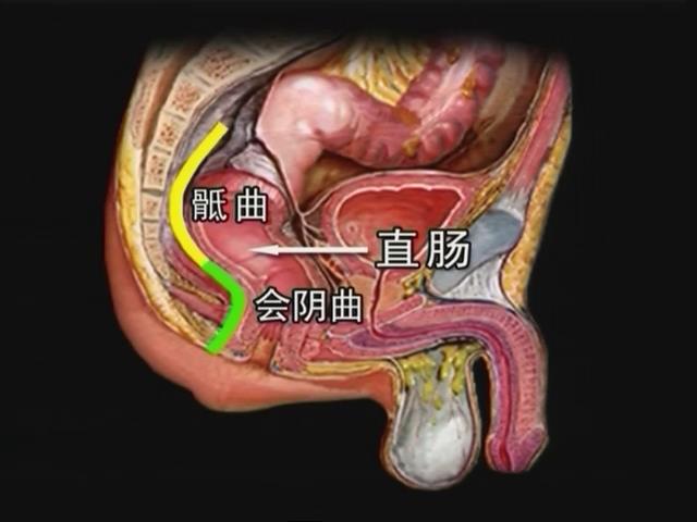 肛周解剖直肠的解剖