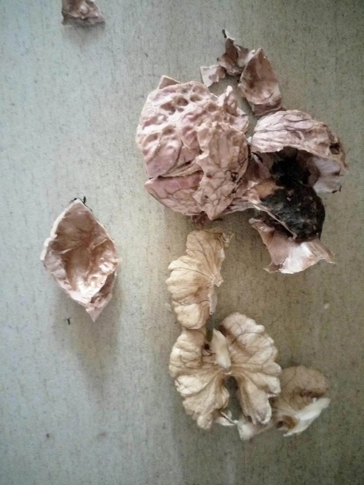 核桃吃不起了由原来的两个一天变成一个一天但是这核桃还十分干瘪十分难