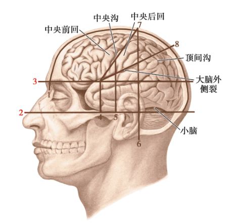 图8-8 大脑半球主要沟回的体表投影